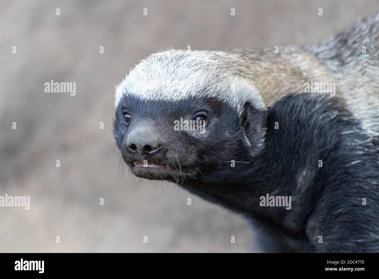 Honey badger tail hires stock photography and images Alamy