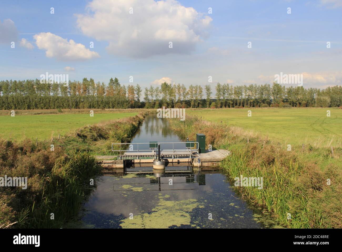 a ditch in a green meadow with swans and a barrage in the dutch countryside in springtime Stock Photo