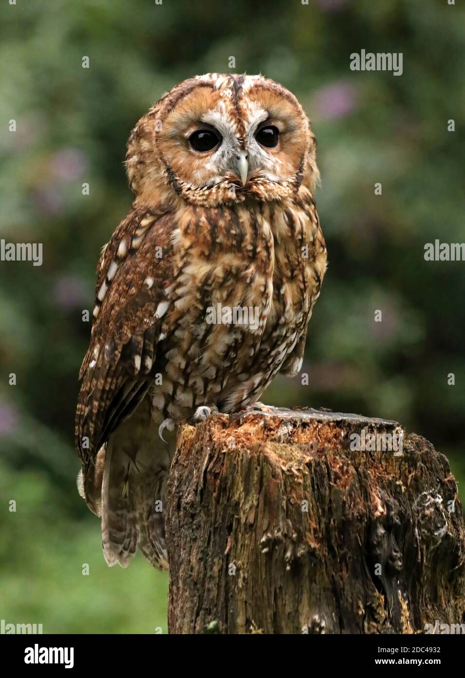 Tawney owl perched on a log watching, facing forward Stock Photo