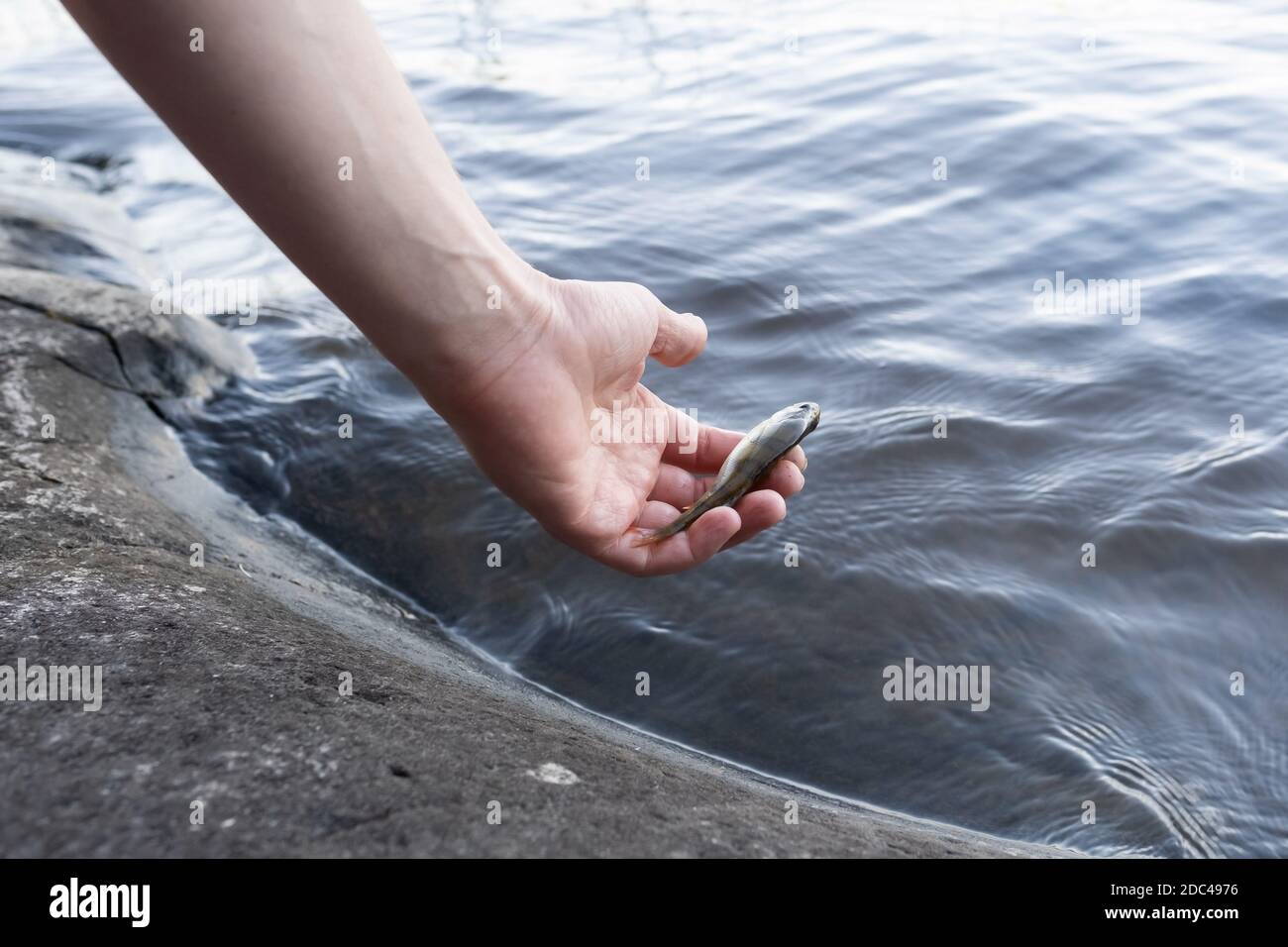 Female hand putting fish to the water. Stock Photo