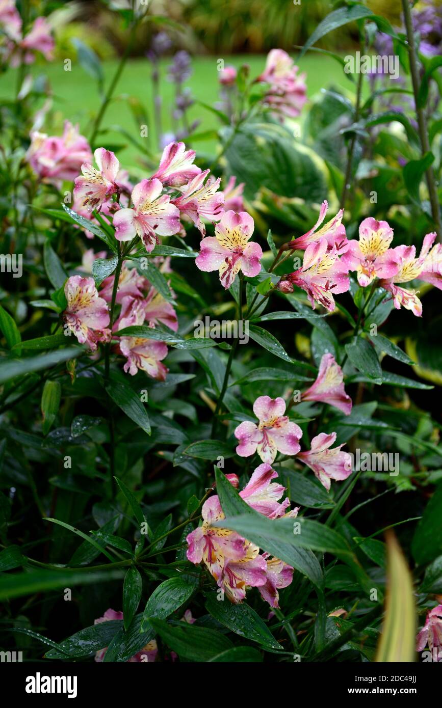 Alstroemeria garden jewel peaches,Peruvian lily,pink peach yellow flower,flowers,flowering,perennial,cut flowers,RM Floral Stock Photo