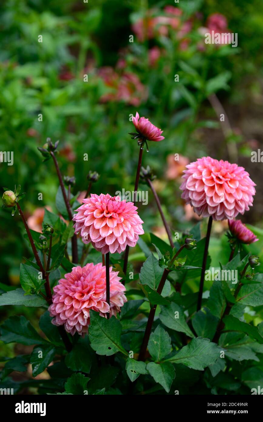 Dahlia Daisy Duke,salmon pink peach apricot flowers,flowering,flower,garden,gardens,floriferous,RM Floral Stock Photo