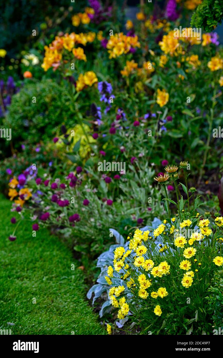 coreopsis,tickseed,yellow flowers,flowering display,mixed bed,mixed ...