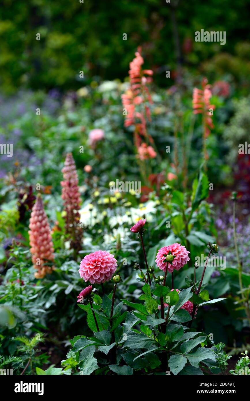 Dahlia Daisy Duke,salmon pink peach apricot flowers,flowering,flower,garden,gardens,floriferous,RM Floral Stock Photo