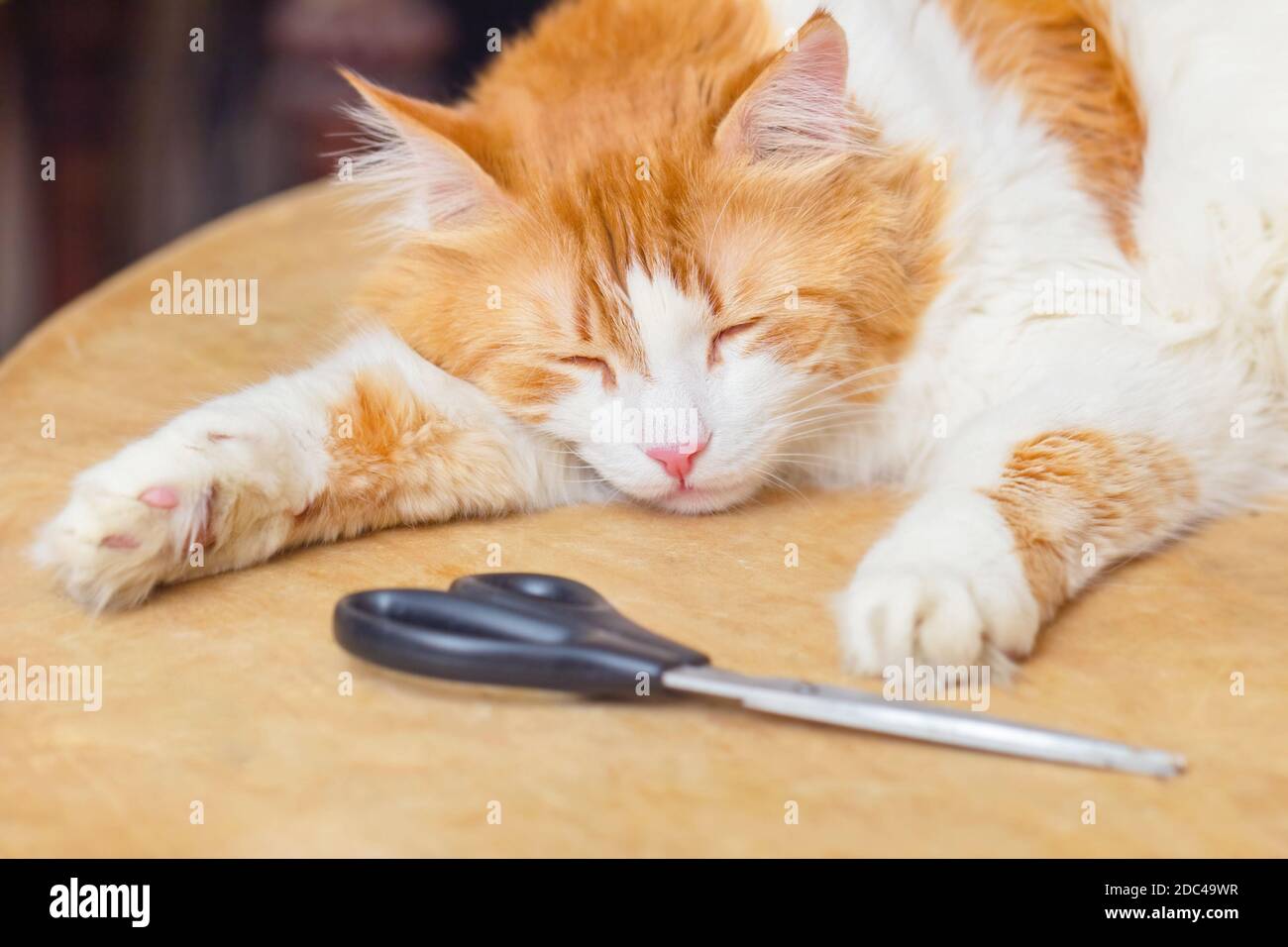 Black scissors and adult pretty red sleeping cat on table Stock Photo