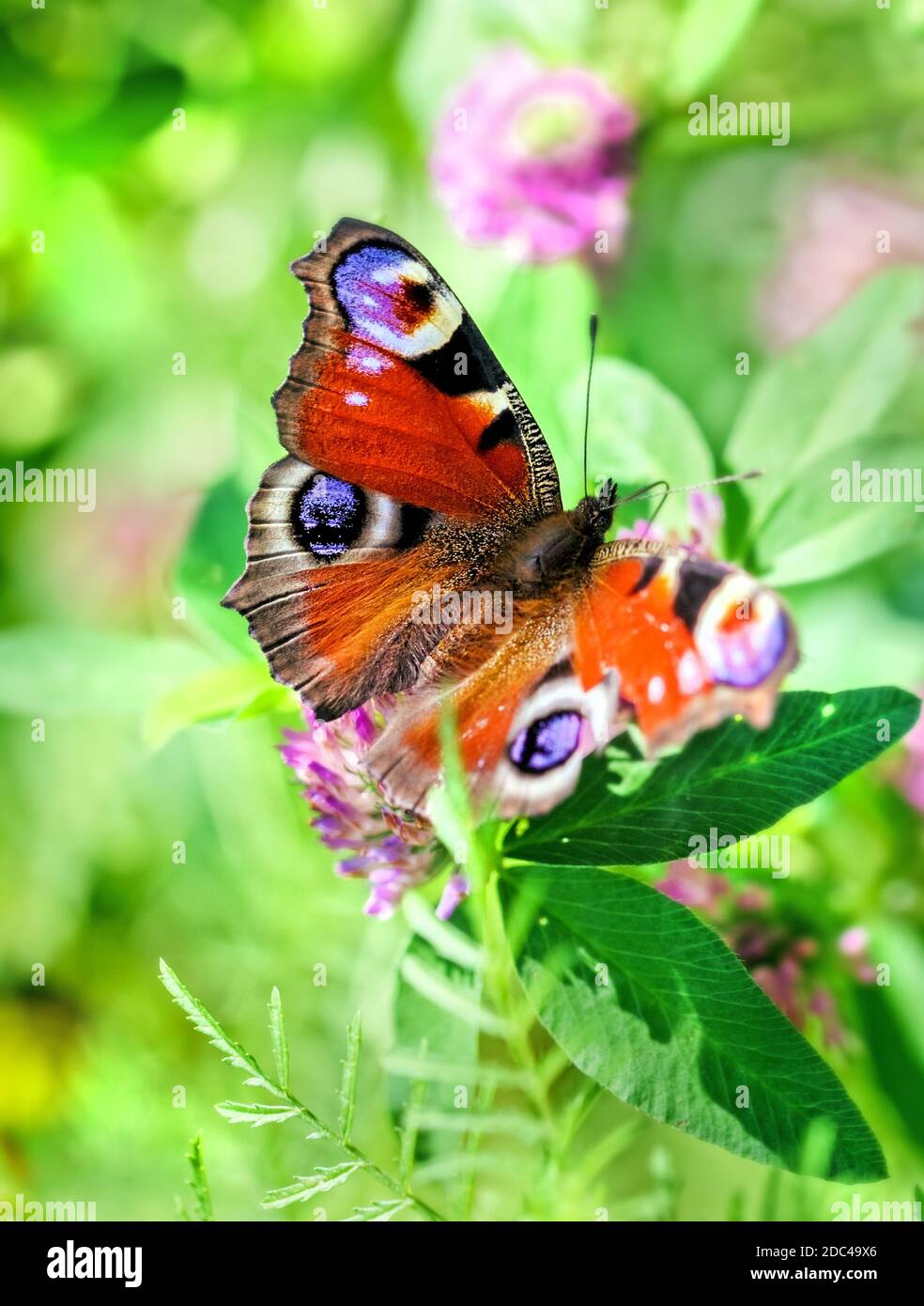 Butterfly peacock's eye in green ay sunny summer day Stock Photo