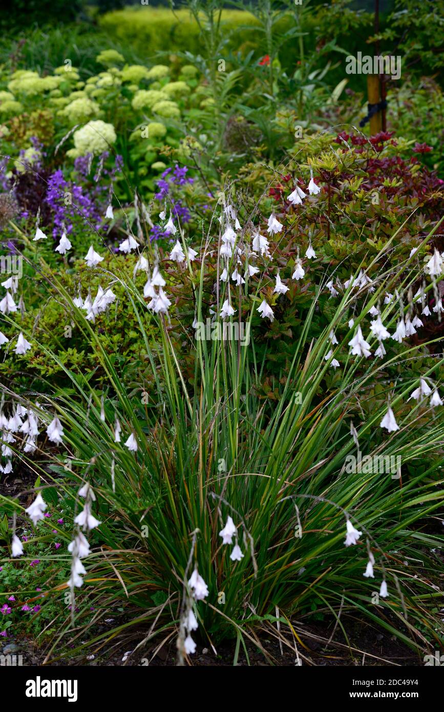Dierama pulcherrima-hybr 'White' seeds - (Angels' Fishing Rod)