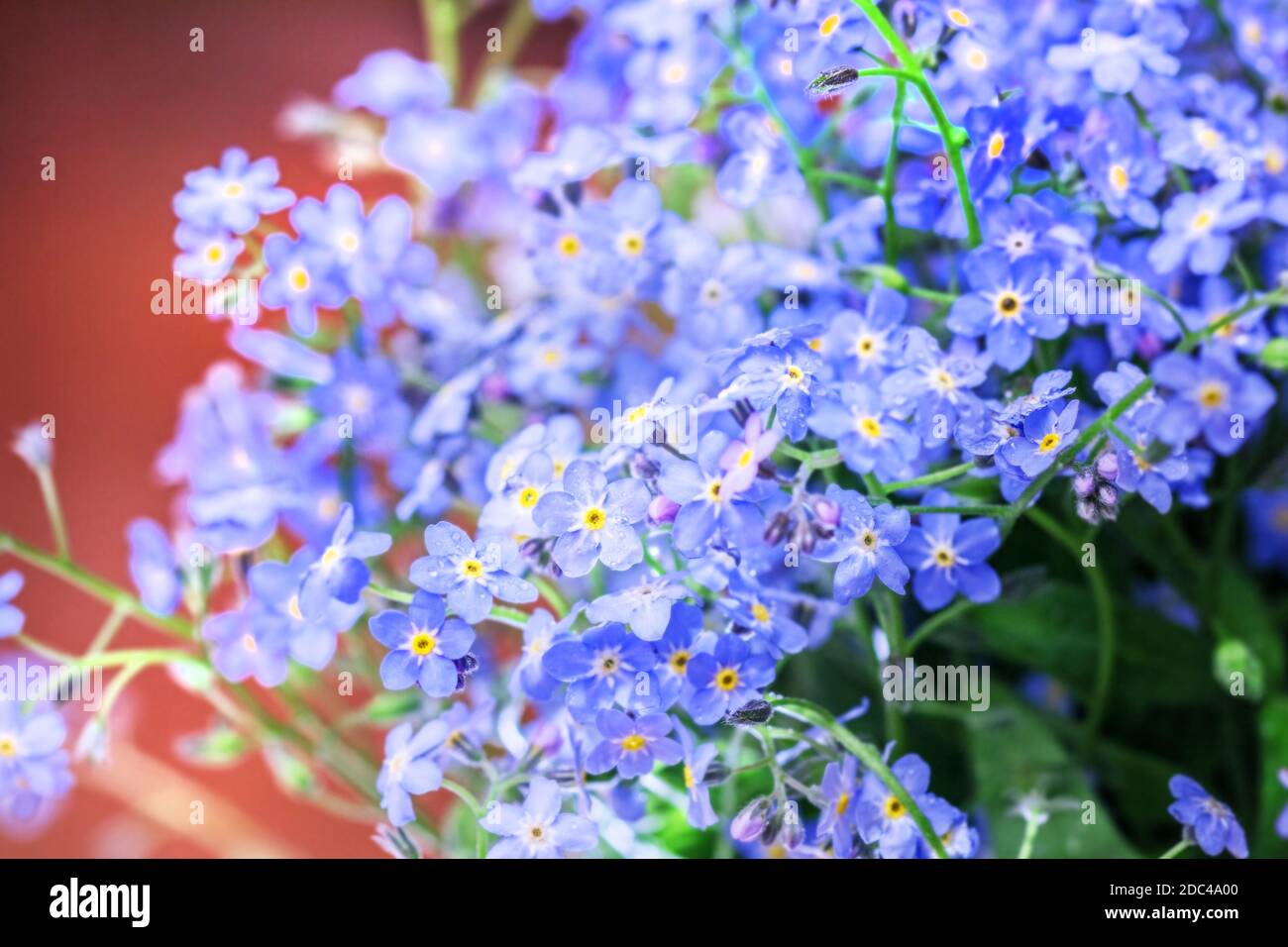 Fresh pretty delicate flowers of blue forget-me-nots Stock Photo