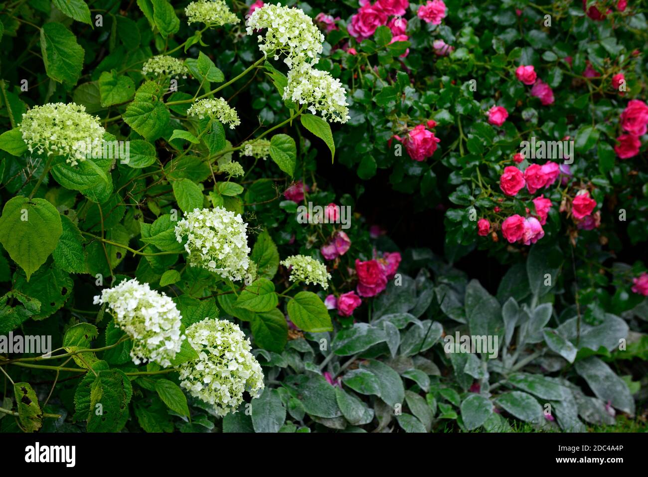 Hydrangea arborescens annabelle,white flowers,flower,flowering hydrangea,red  rose,roses,mixed planting scheme,red and white flowers,RM floral Stock  Photo - Alamy