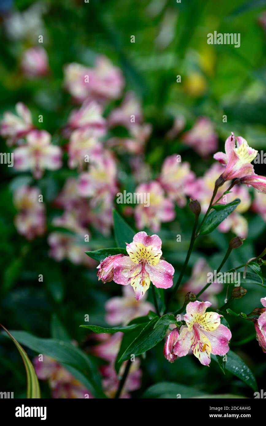 Alstroemeria garden jewel peaches,Peruvian lily,pink peach yellow flower,flowers,flowering,perennial,cut flowers,RM Floral Stock Photo