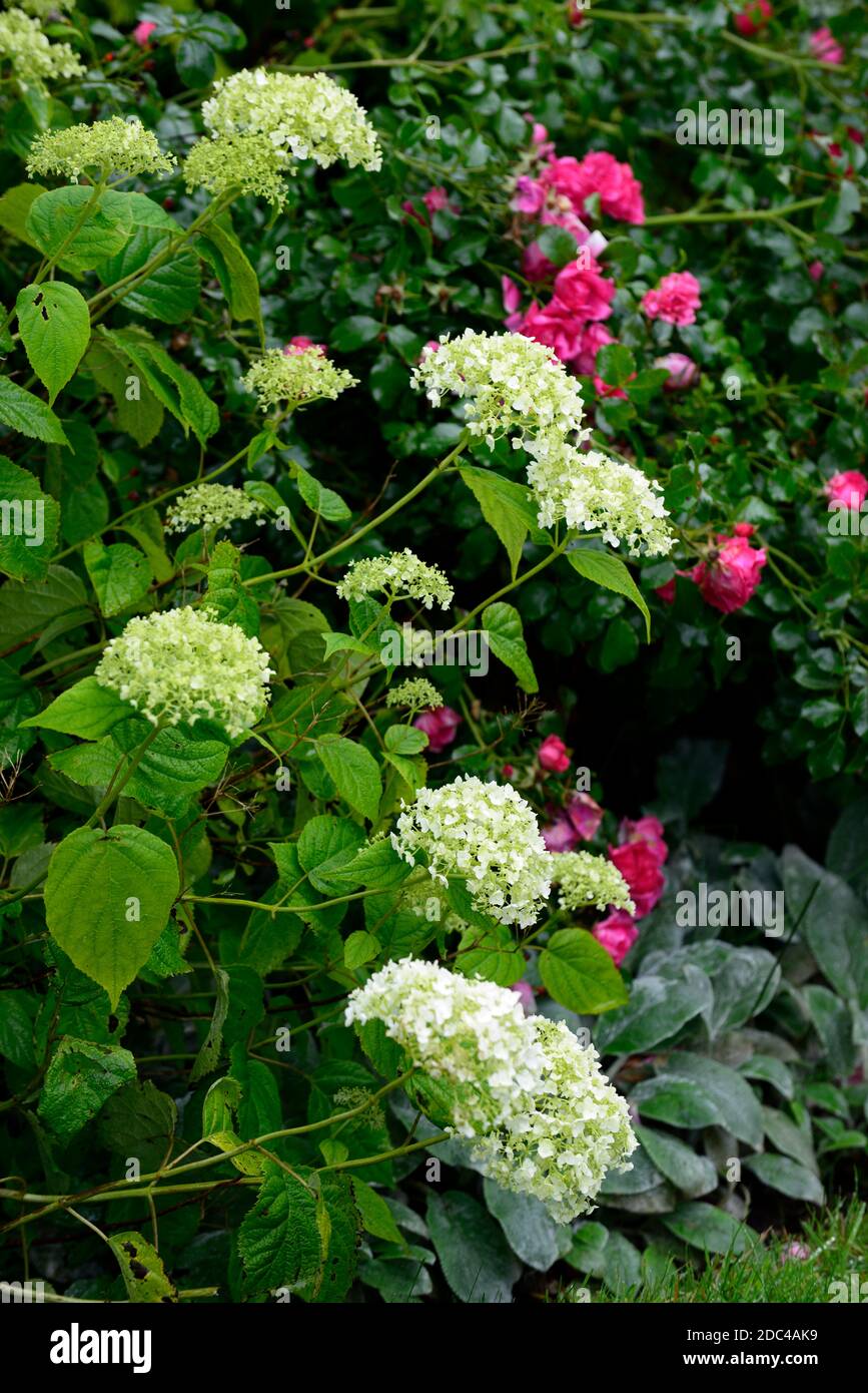 Hydrangea arborescens annabelle,white flowers,flower,flowering hydrangea,red rose,roses,mixed planting scheme,red and white flowers,RM floral Stock Photo