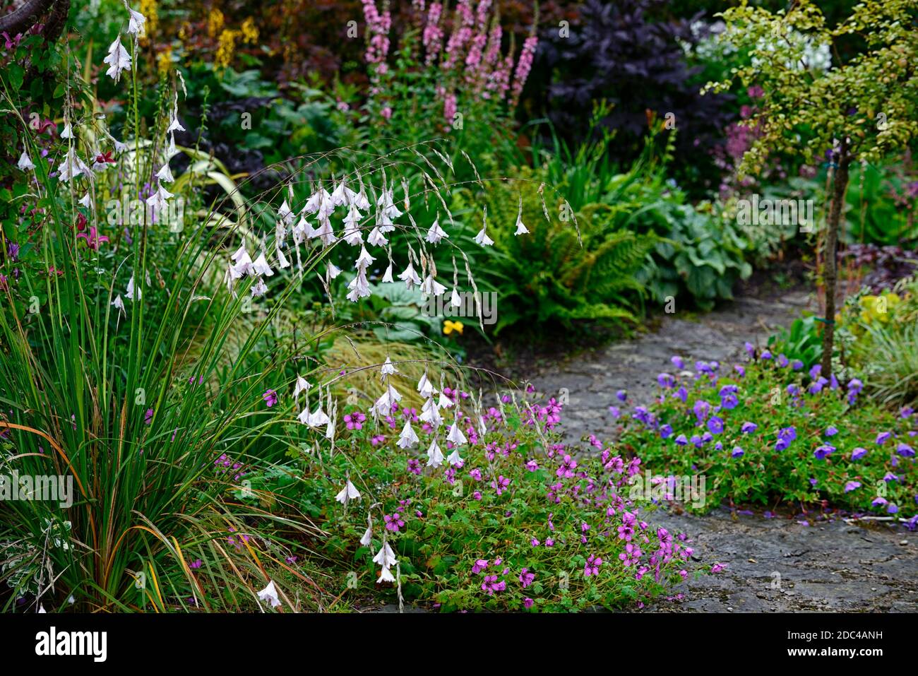 dierama pulcherrimum guinevere,white flowers,flower,angels fishing rod ...