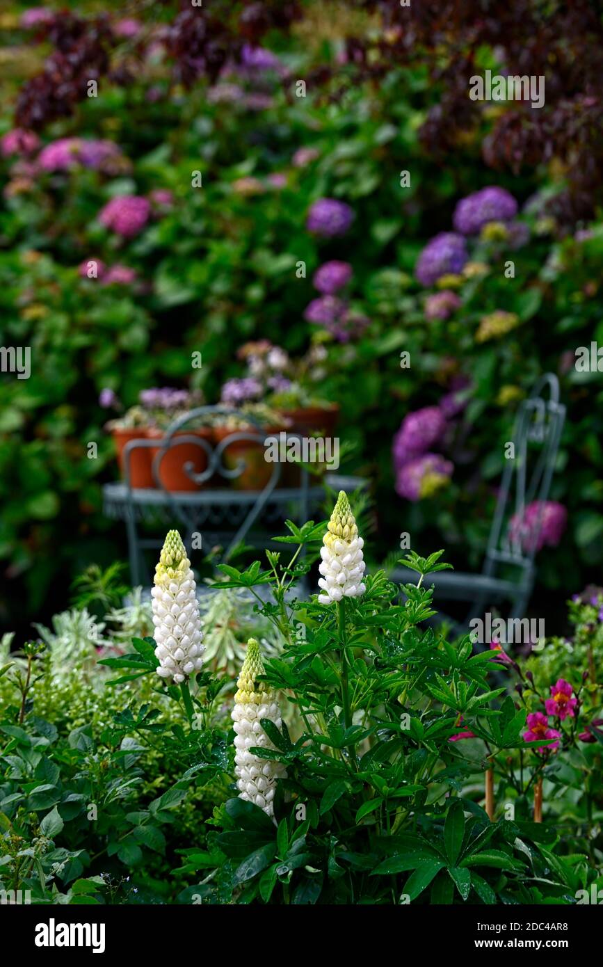 white lupins,lupinus,white flowers,flower spikes,spire,spires,spikes,mixed bed,border,mixed flowering scheme, planting scheme,RM Floral Stock Photo