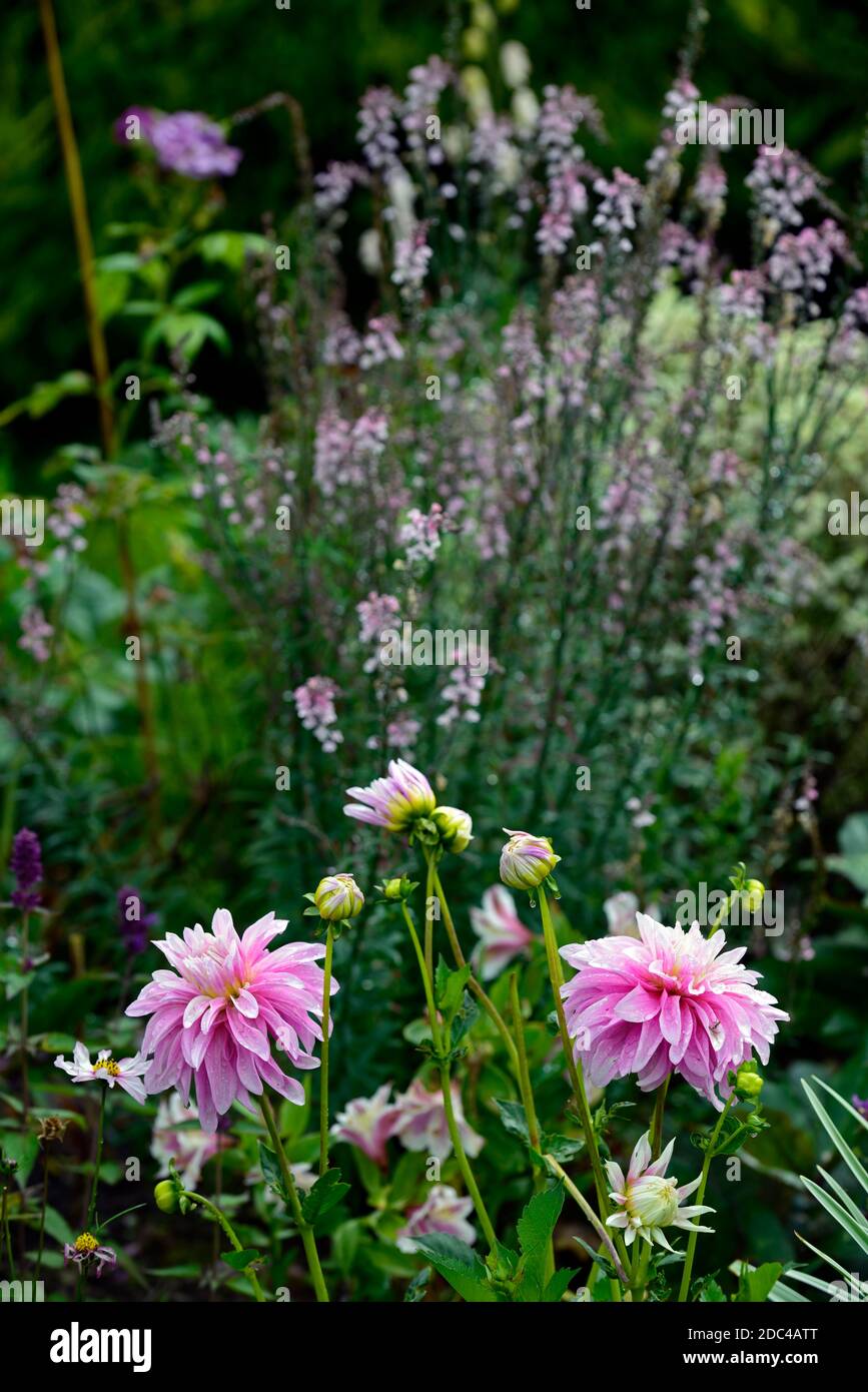 Dahlia Pink Perception,dahlia,double flowers,flowering,dahlias,linaria peachy,mixed bed,border,mix,planting scheme,RM floral Stock Photo