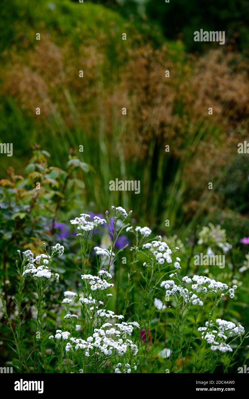 Achillea ptarmica The Pearl,Sneezewort,herbaceous perennial,sprays,white double,flowers,bloom,blossom,blooms,mixed planting scheme,RM Floral Stock Photo