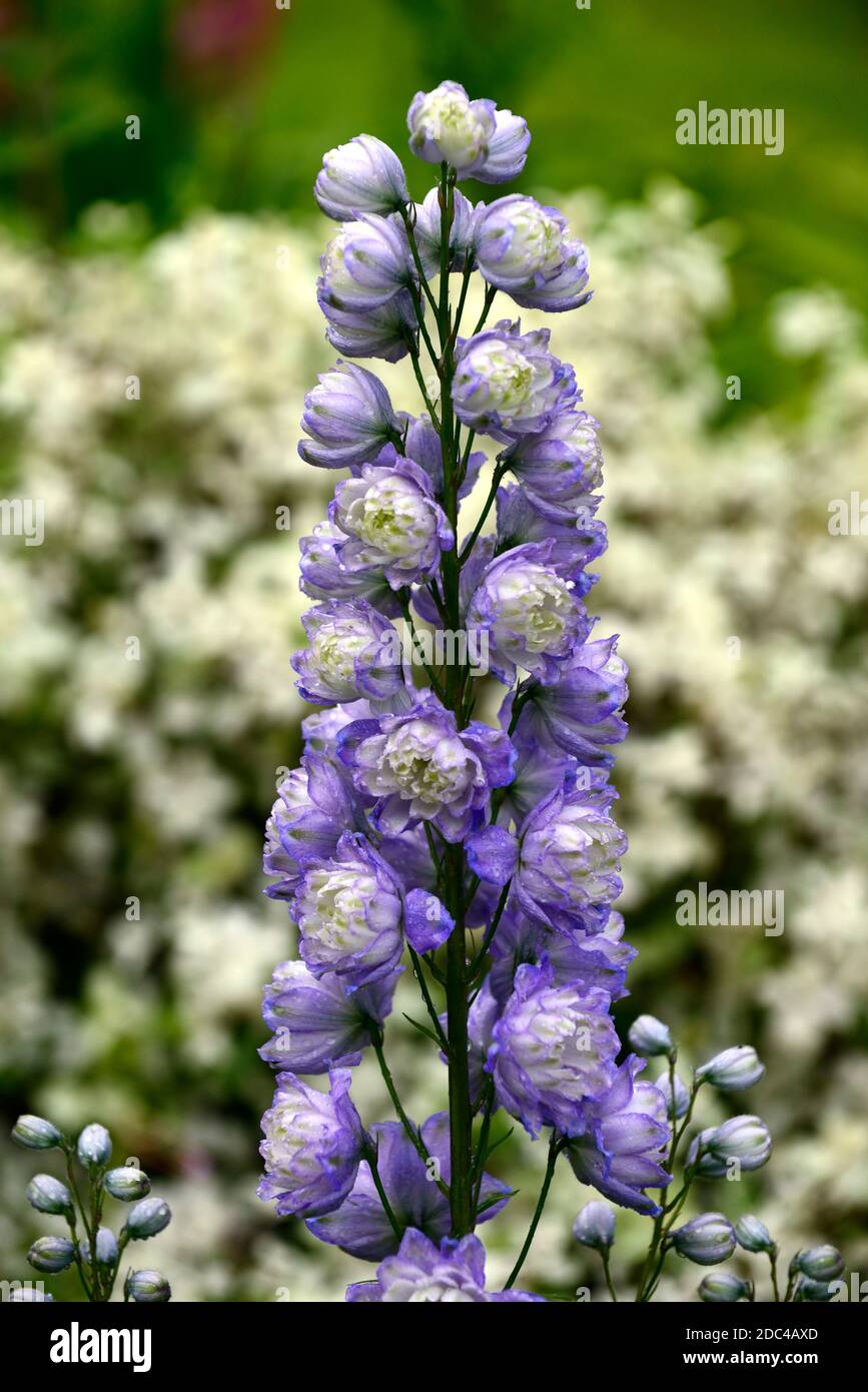 delphinium elatum,mauve white double flowers,frilly flowers,flowering spike,delphiniums,garden,RM Floral Stock Photo