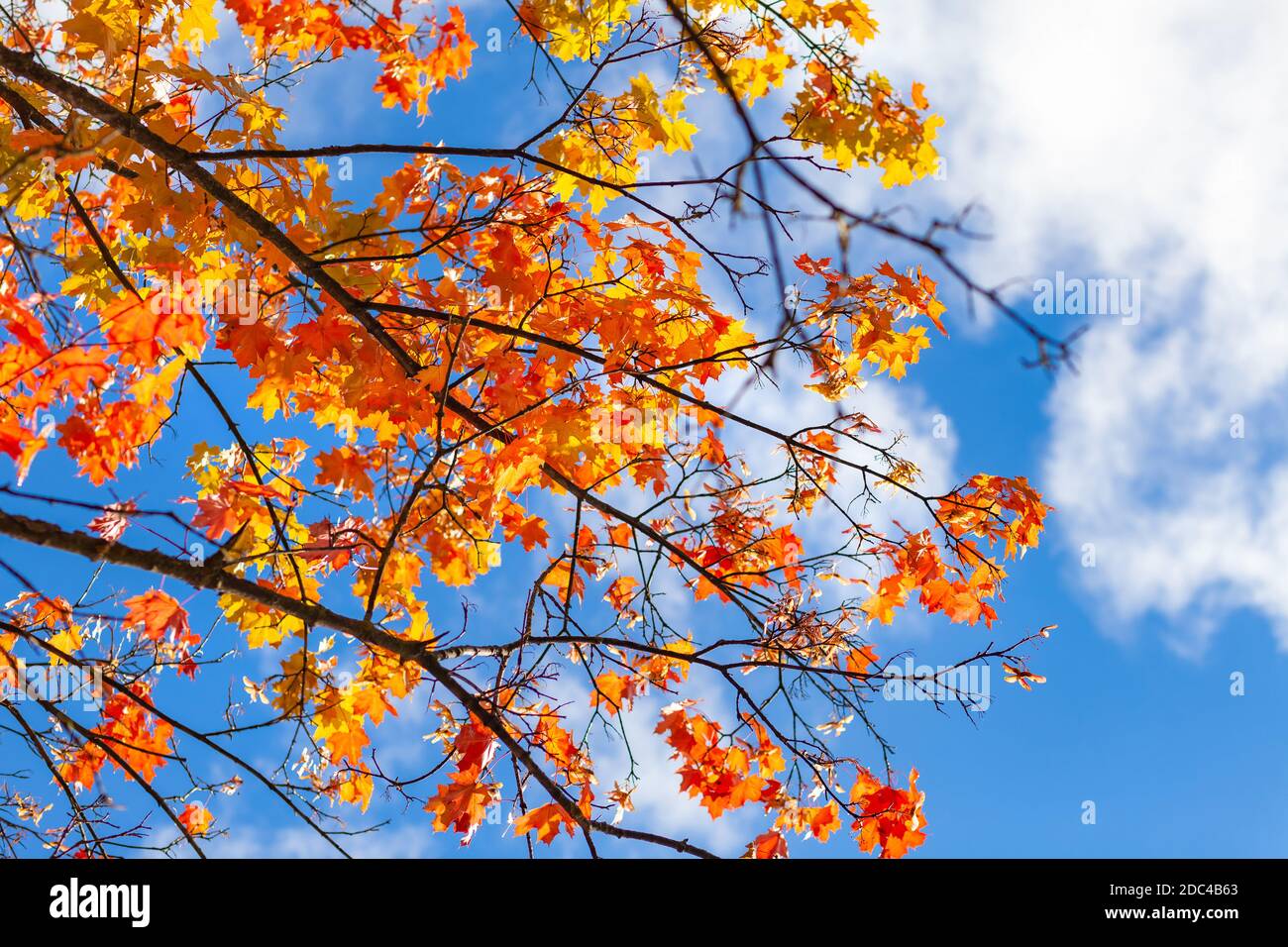 Branches of a tree with colorful maple foliage against a blue sky with ...