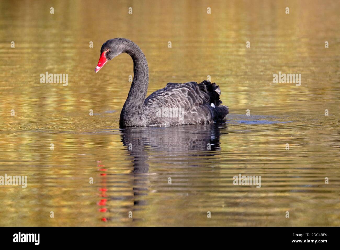 Black swan, Cygnus atratus on a millpond in autumn in West Yorkshire, England, UK. Stock Photo