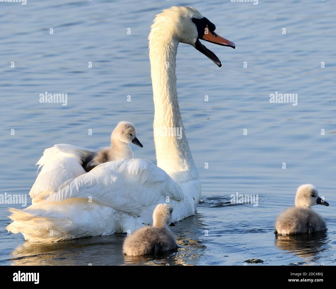 Swan shop down feathers