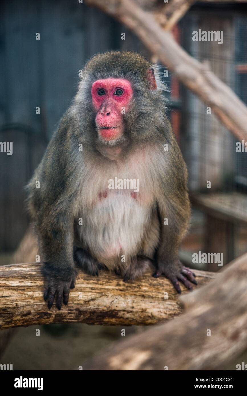 Portrain of Japanese Macaque Monkey Sitting on Tree Trunk in ZOO Stock Photo
