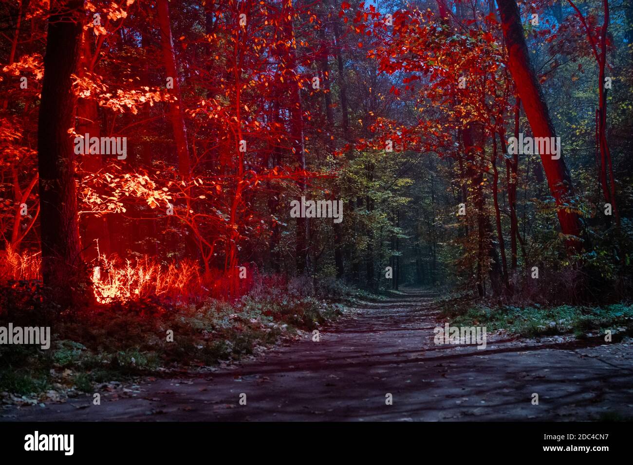 Red Glowing Tree in the Moonlight Stock Photo