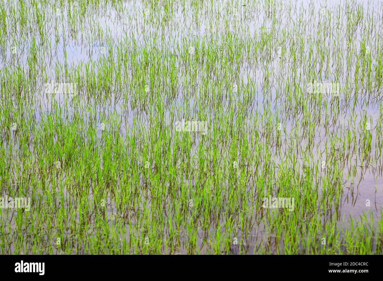 Rice (Oryza sativa) or (Oryza glaberrima) growing in waterlogged fields ...