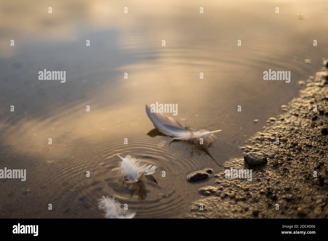 Feather on the Water Stock Photo