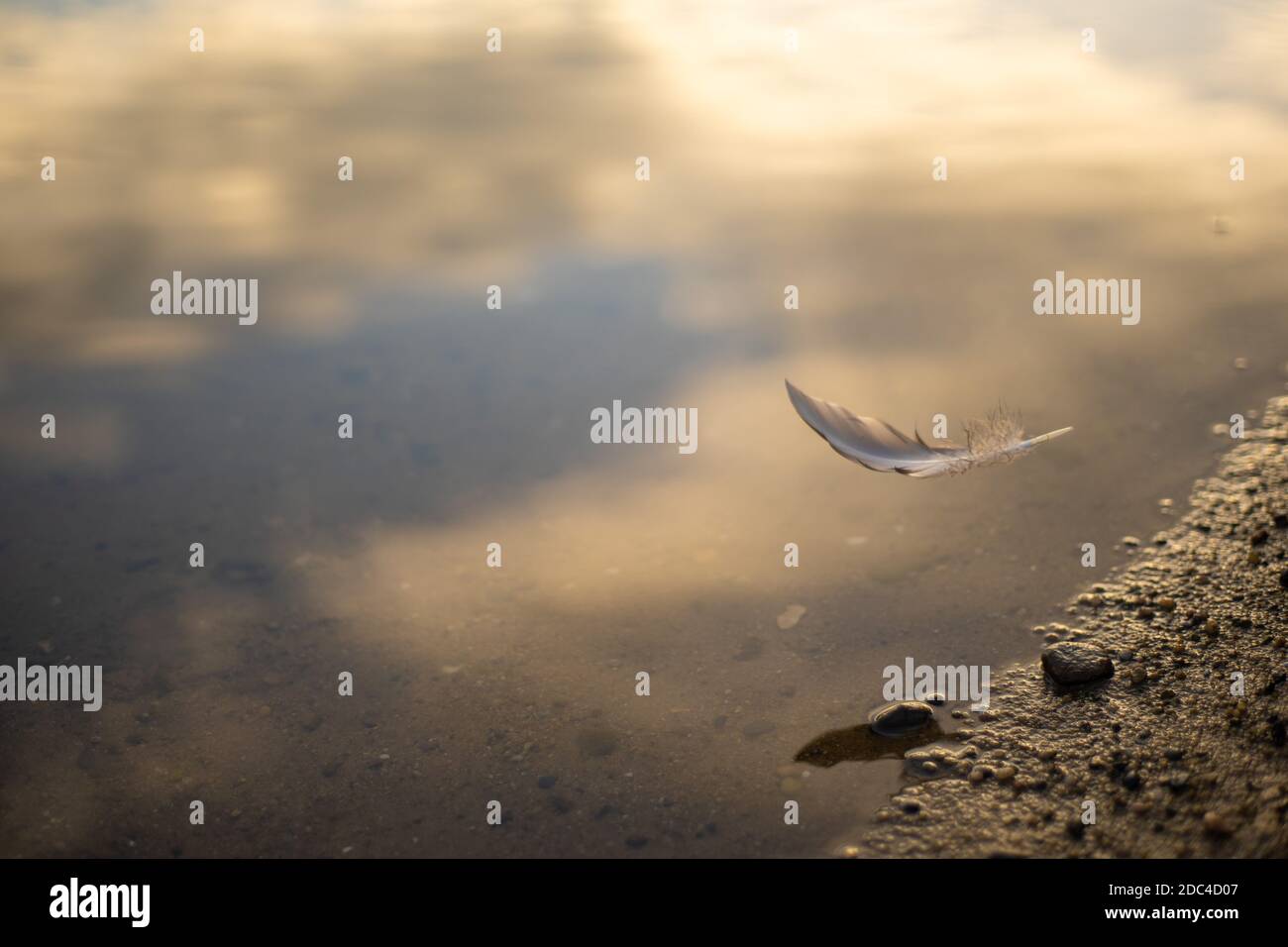 Feather falling on the water Stock Photo