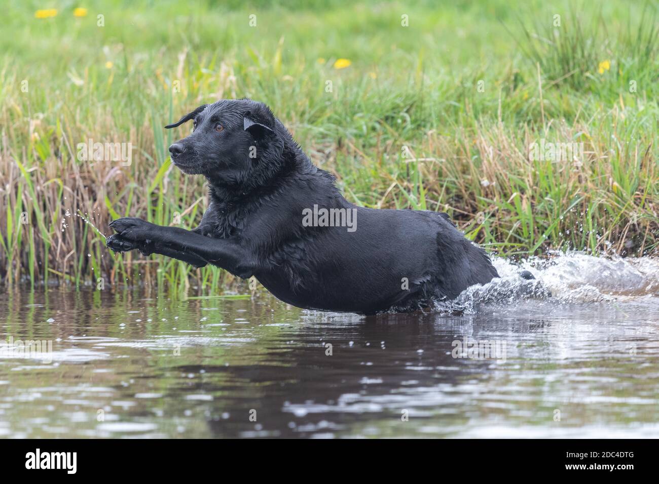 Black Labrador Jumping Into Water High Resolution Stock Photography and