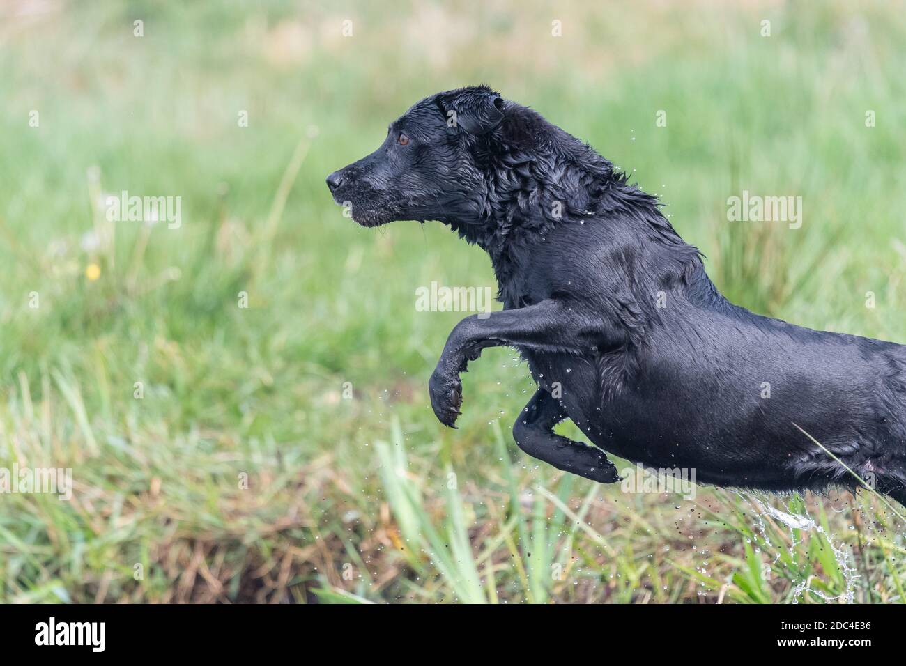Black Labrador Jumping Into Water High Resolution Stock Photography and