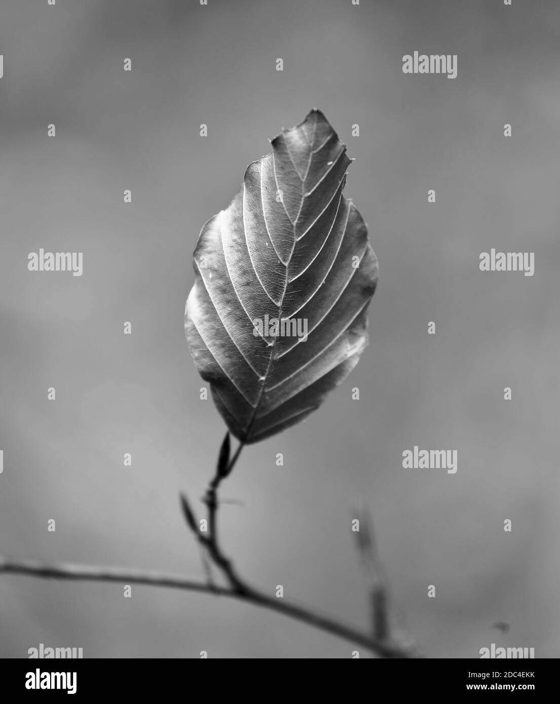 Solitary Beech High Resolution Stock Photography and Images - Alamy