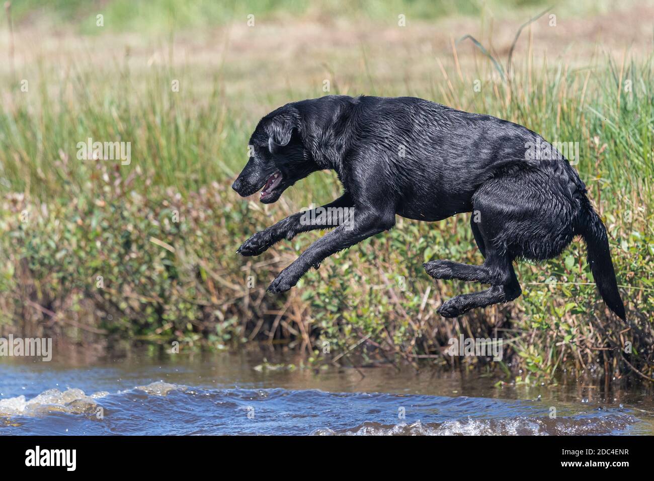 Black Labrador Jumping Into Water High Resolution Stock Photography and