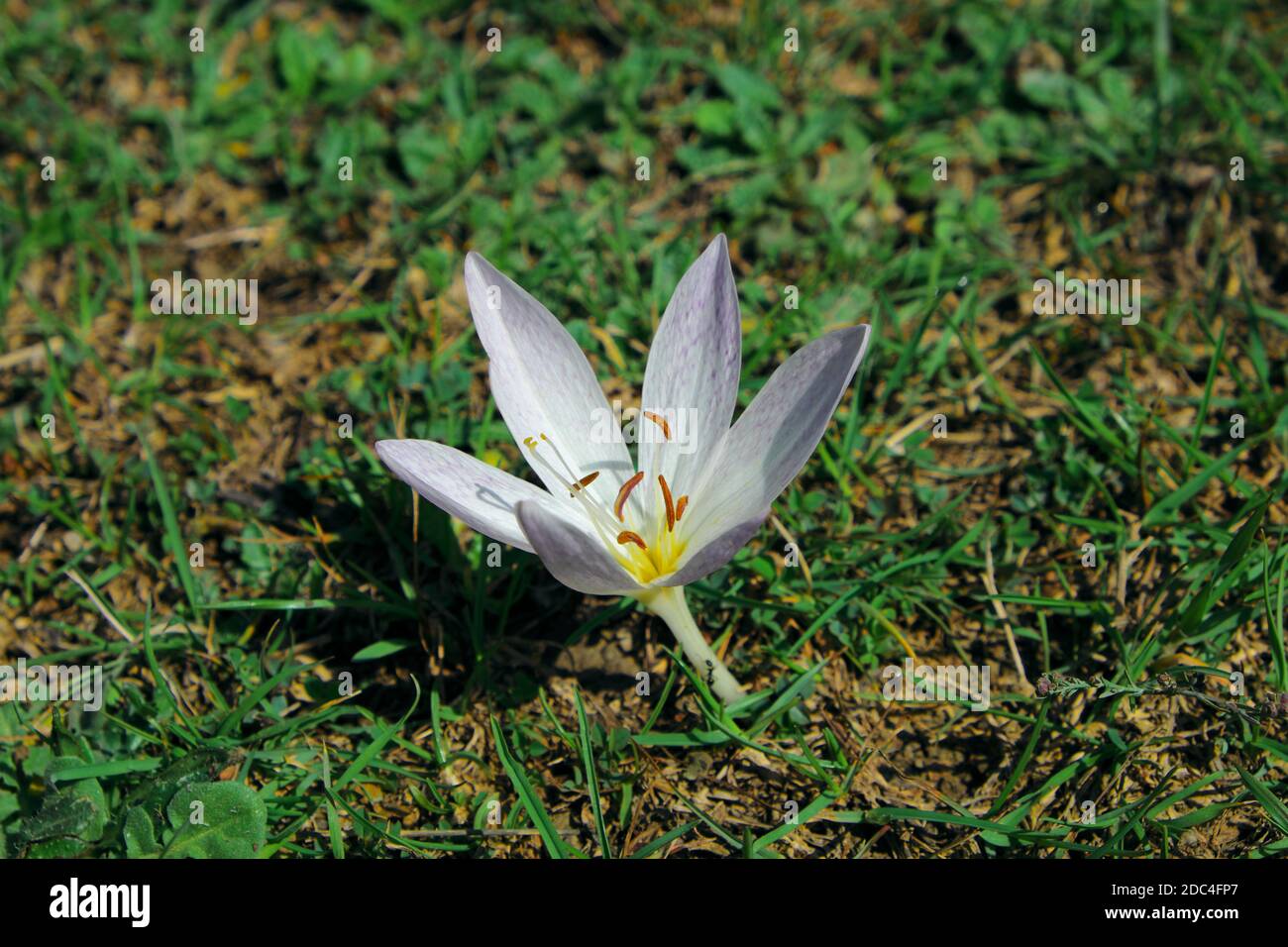 wild flower of Romulea in Nebrodi Park a landmark of Sicily nature and outdoor tourism Stock Photo