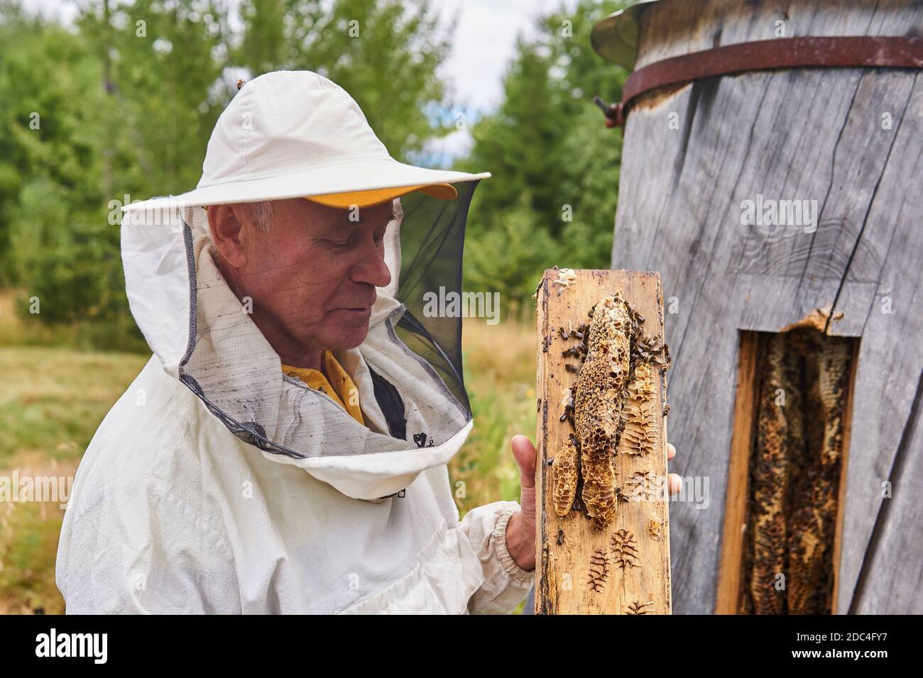 Perm, Russia - August 13, 2020: beekeeper checks a bee colony in a traditional hive inside a log Stock Photo