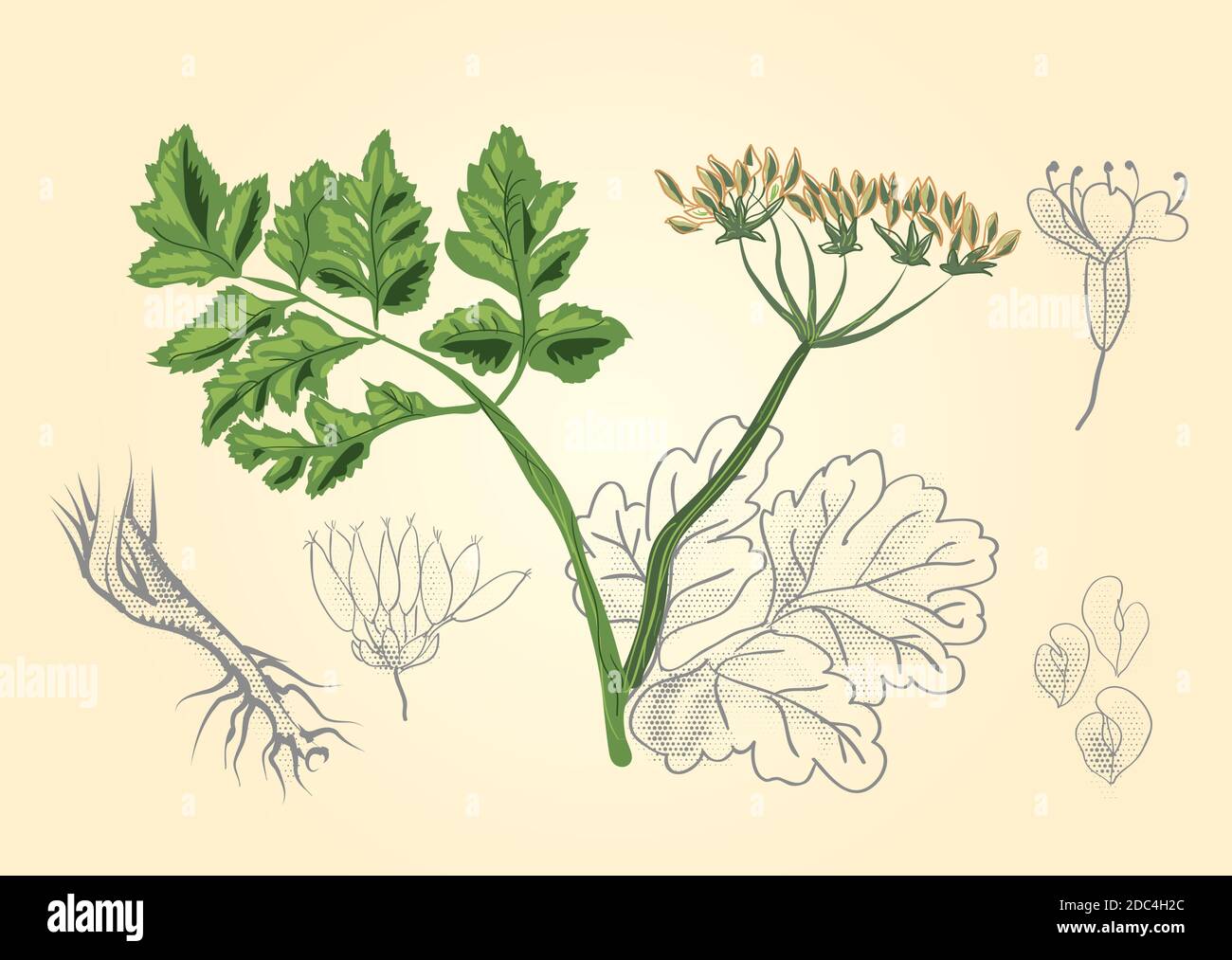 antique botanical prints vector illustraton Stock Vector