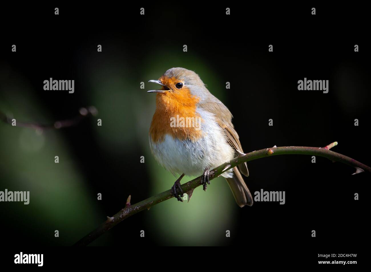 Robin on a thorny branch singing Stock Photo