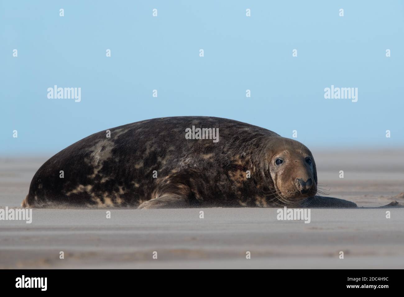 Male Atlantic Grey Seal (Halichoerus grypus) hauled out on the beach in breeding season Stock Photo