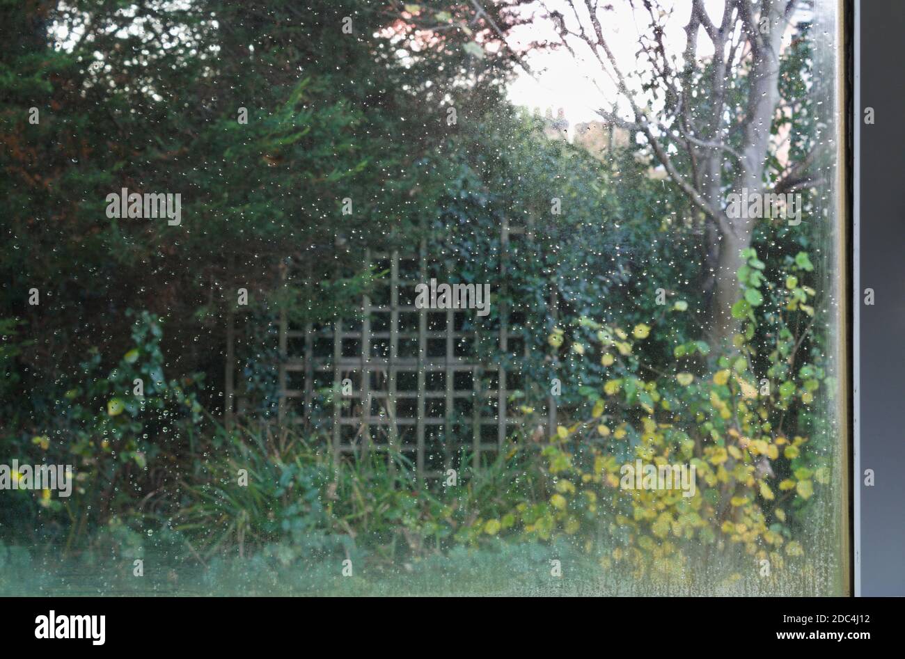 raindrops condensation on garden window Stock Photo