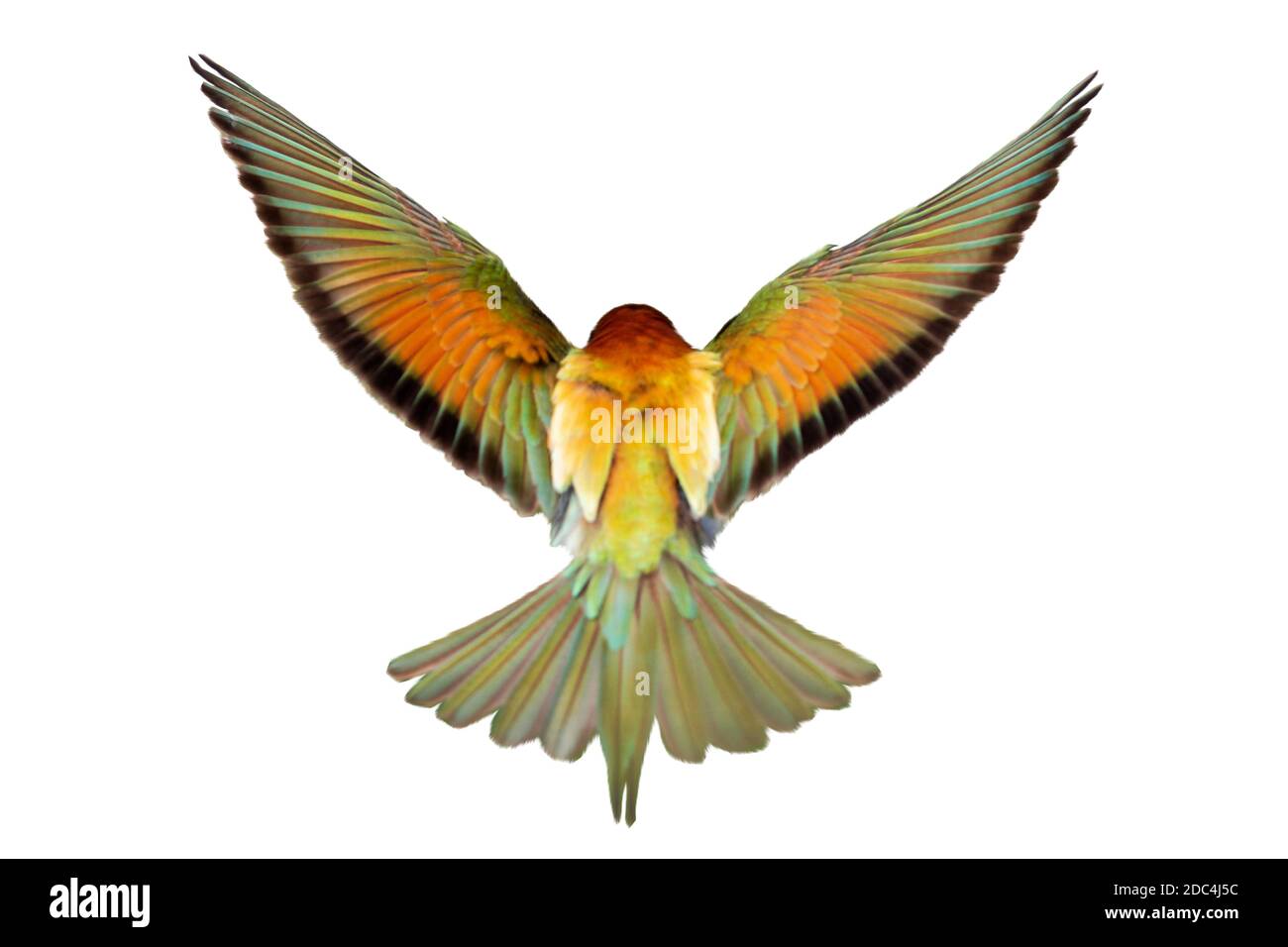 colorful bird flies wings spread on white background Stock Photo