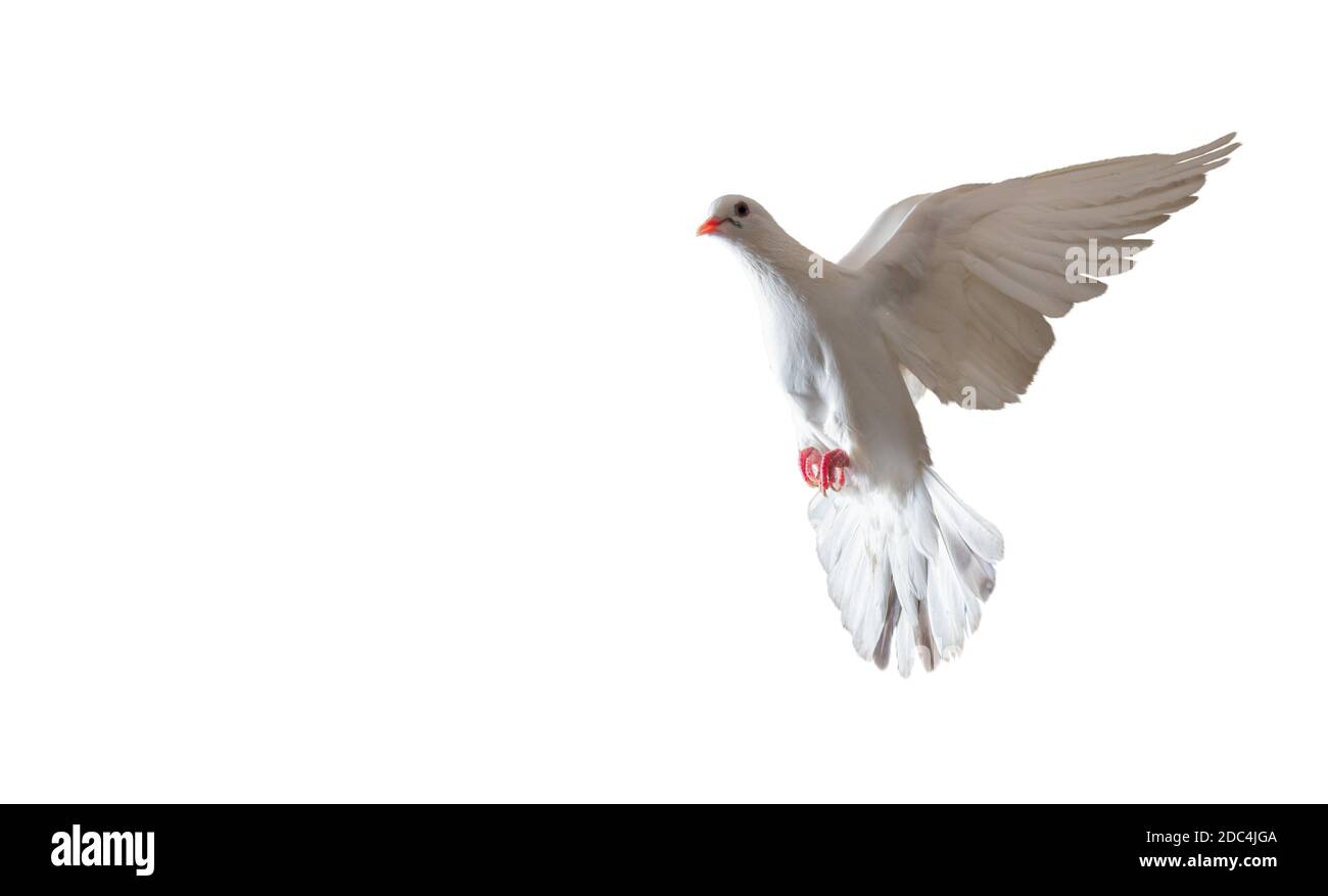 White dove bird flying Cut Out Stock Images & Pictures - Alamy
