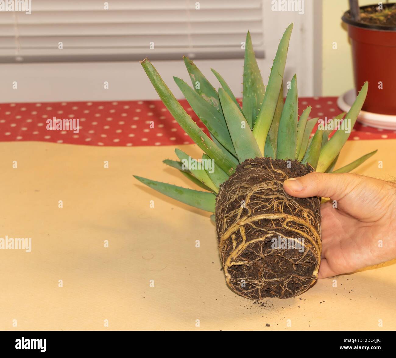 In process of repotting Aloe Vera. How to grow aloe vera at home. Very vigorous and healthy roots Stock Photo