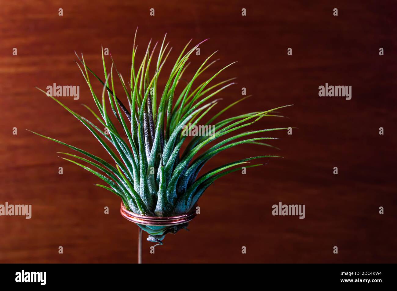 Close-up of a Mexican air plant hold by a copper wire against a red wooden background Stock Photo