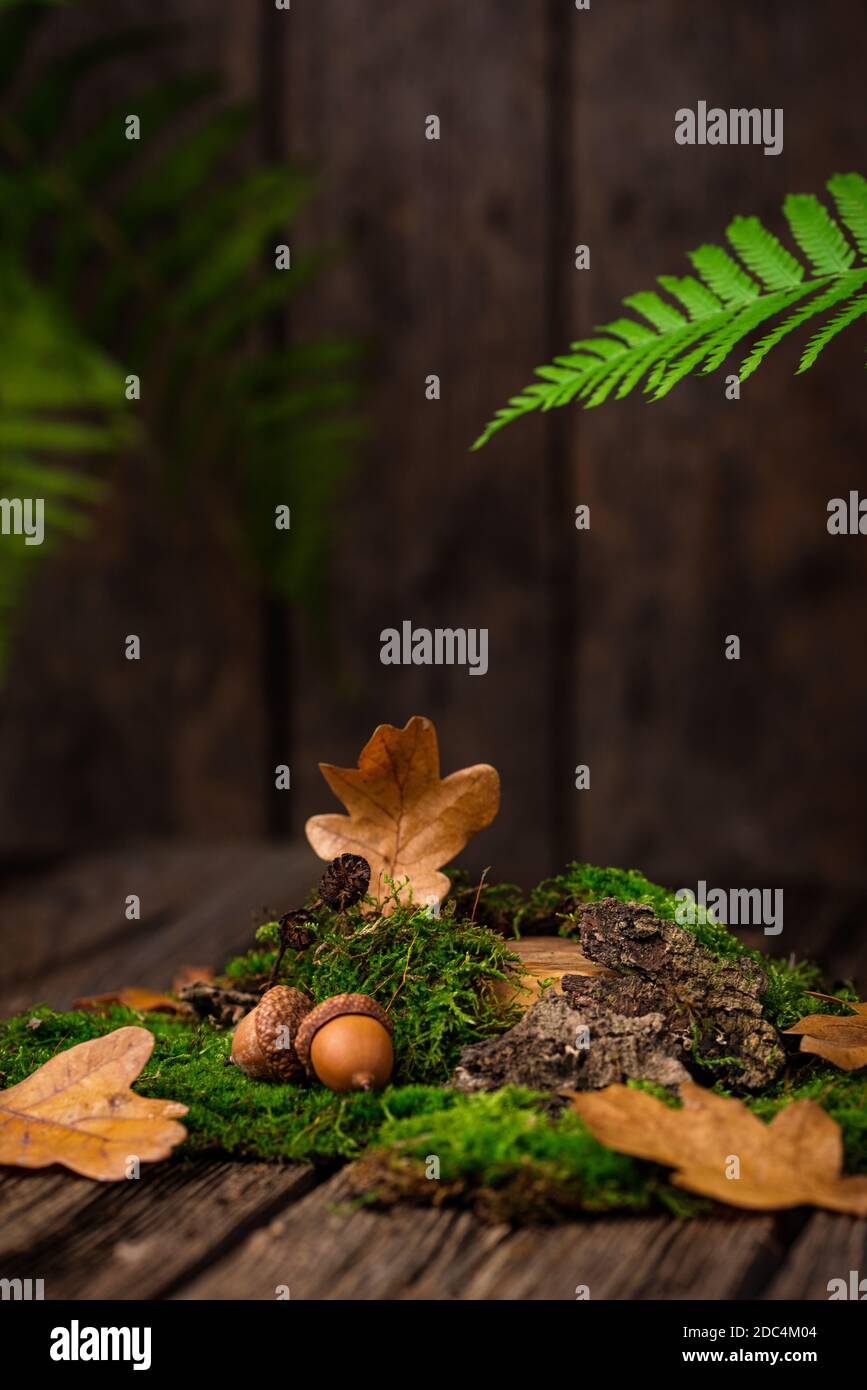 Mosses, oak leaves and tree bark Stock Photo