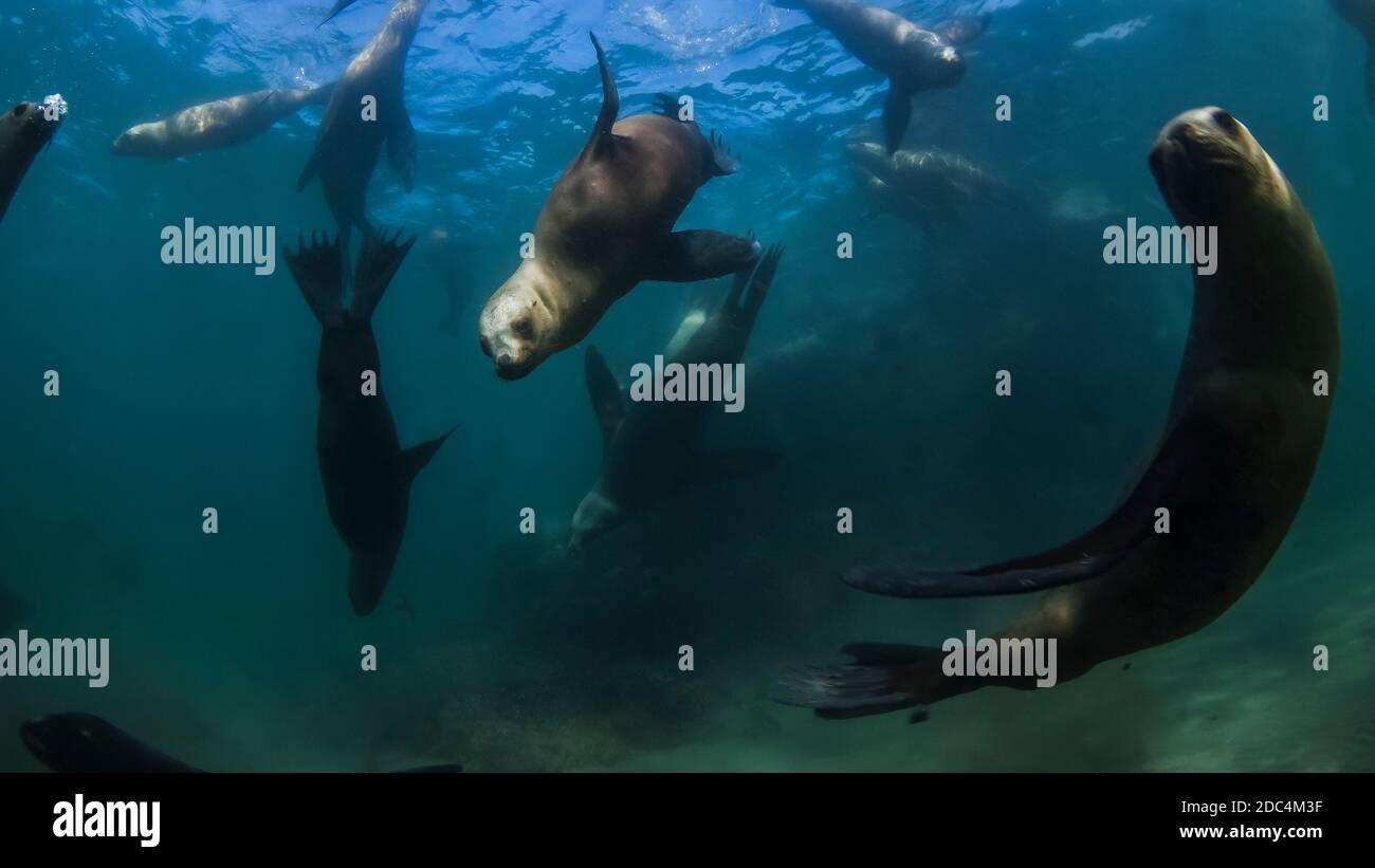 Southern Right whale (Eubalaena Australis Stock Photo Alamy