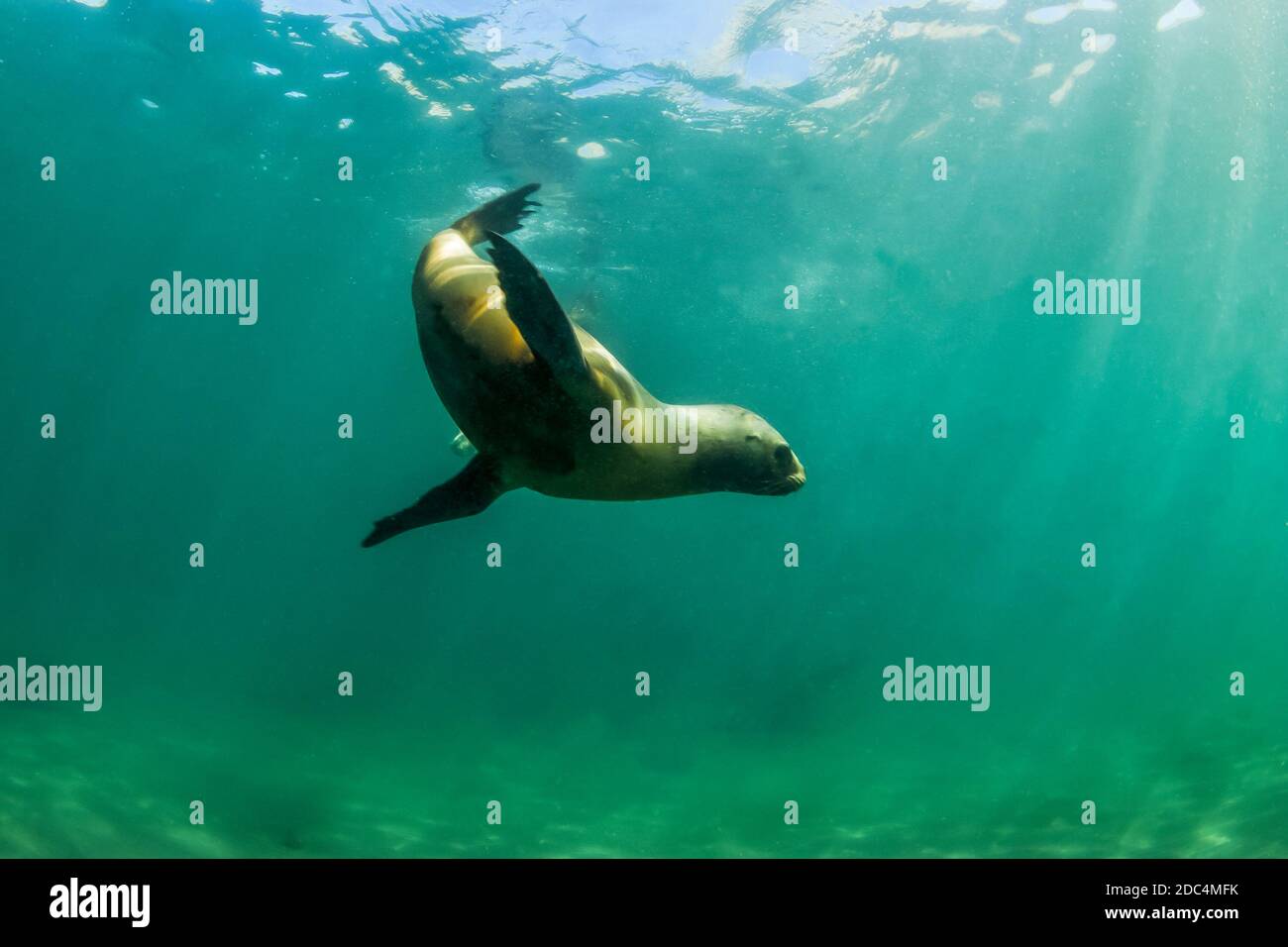 South American sea lion underwater, Peninsula Valdes, Patagonia ...