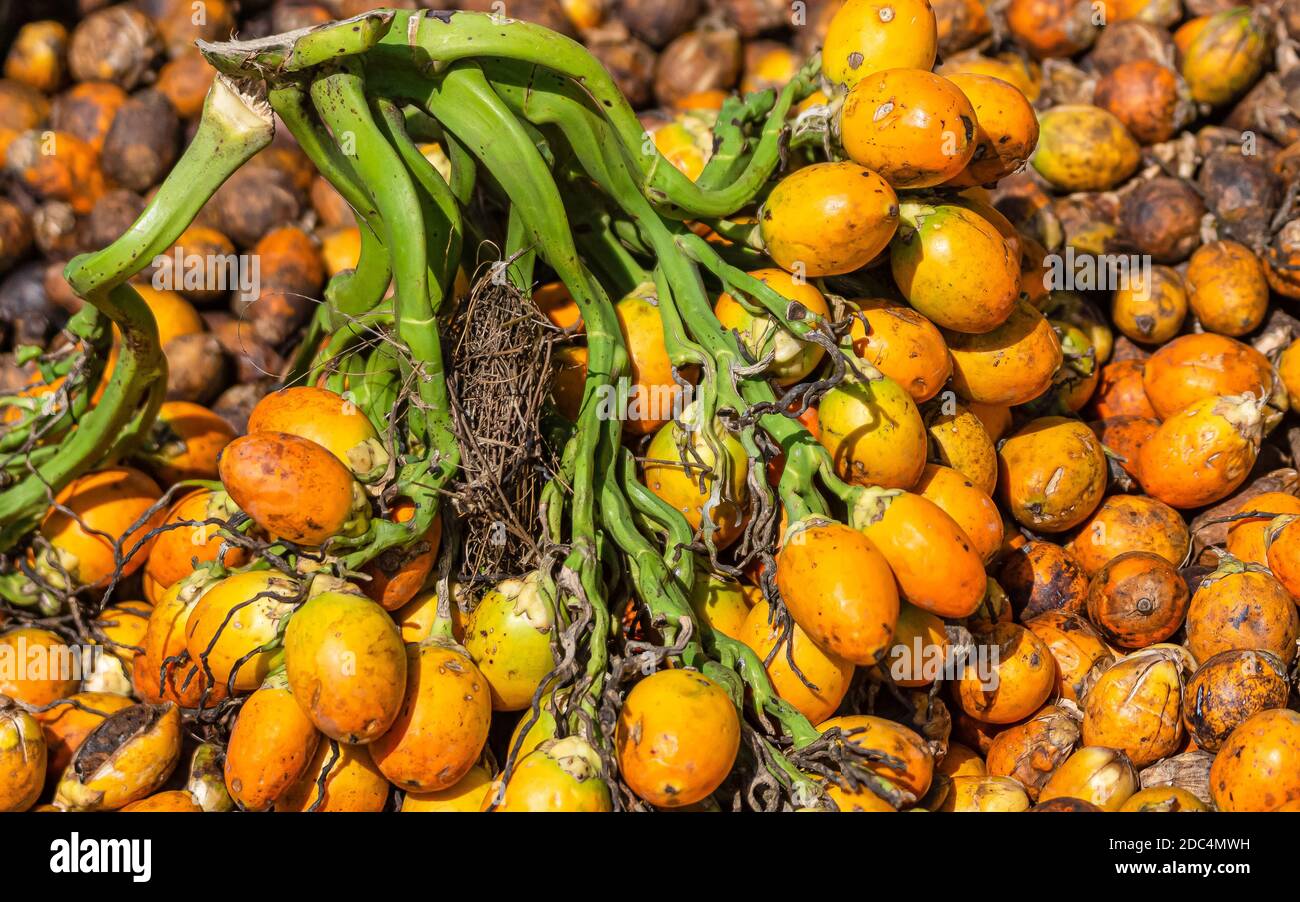 Kadenahalli, Karnataka, India - November 3, 2013: Closeup of  freshly harvested betel nuts, AKA Areca nuts, on the green stem covered by red yellow-or Stock Photo