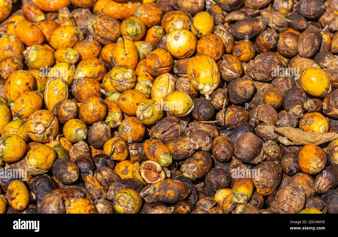 Kadenahalli, Karnataka, India - November 3, 2013: Closeup of  discarded yellow and brown rotten skin and meat of betel nuts, AKA Areca nuts. Cuts visi Stock Photo