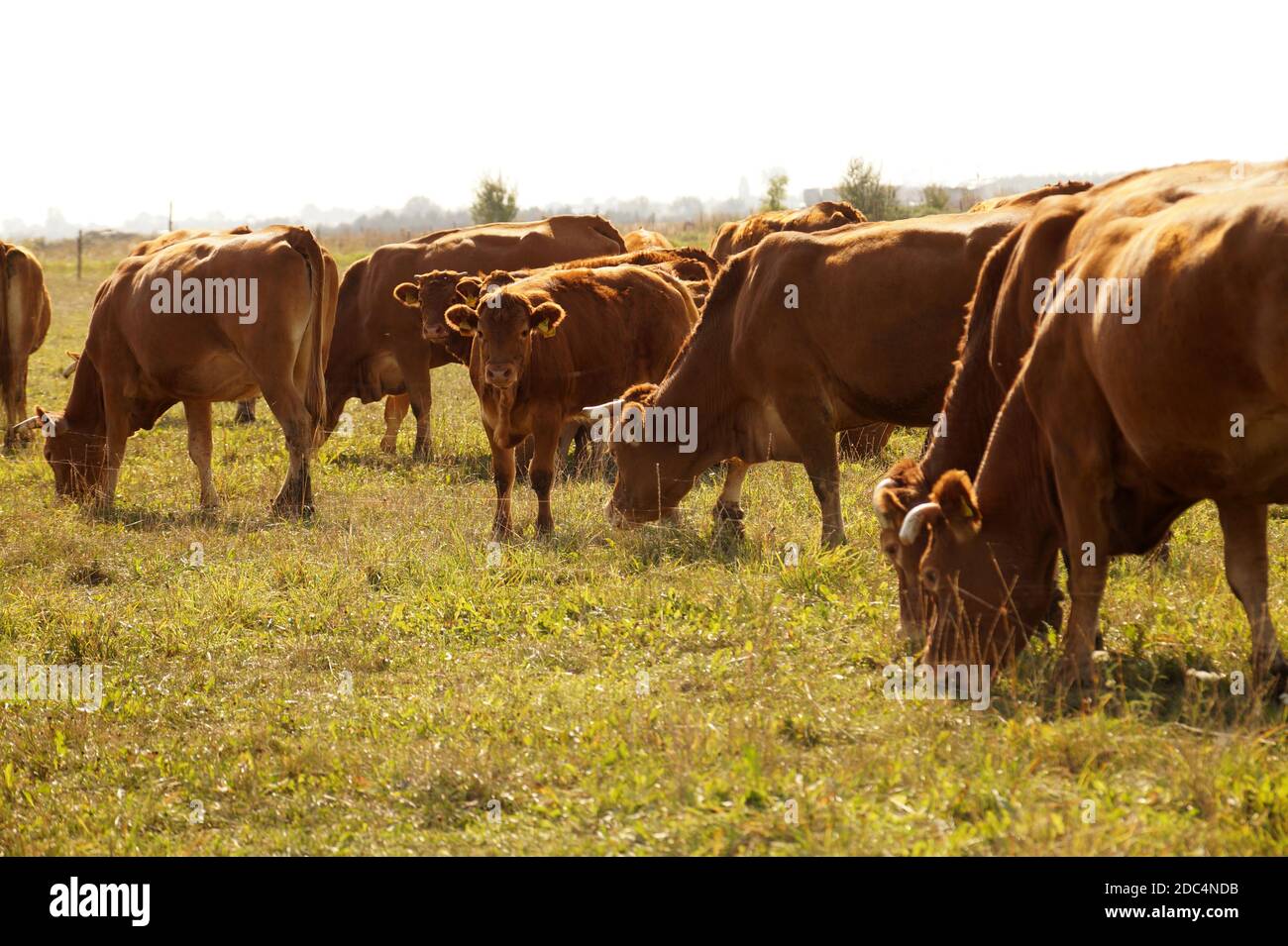 Pasture. A herd of cows during grazing, calves in the middle of the ...