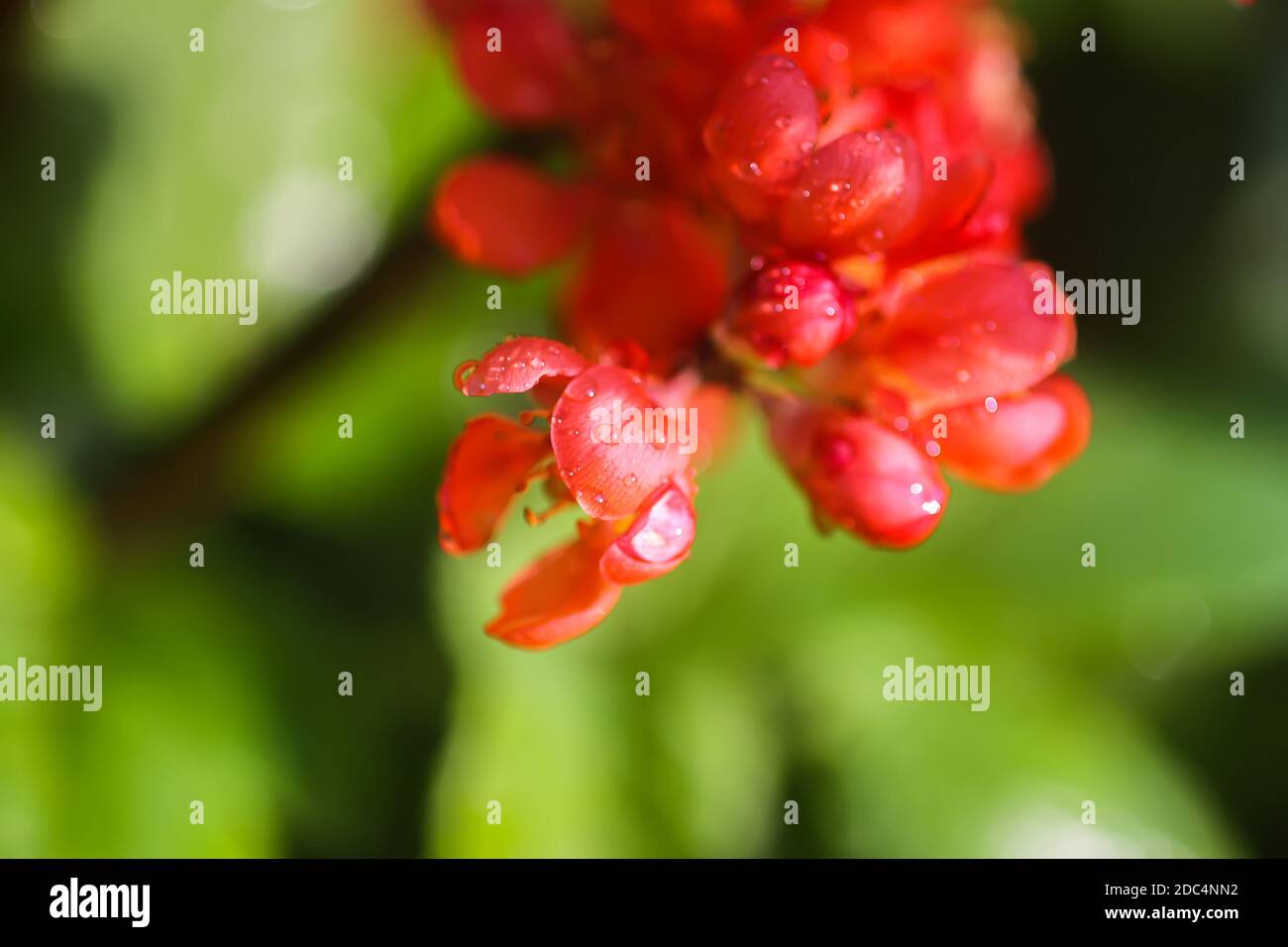 Beautiful flowers of the japanese quince plant in blossom in spring garden. Stock Photo