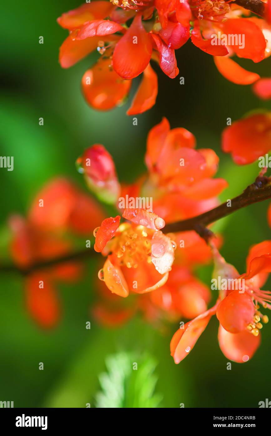 Beautiful flowers of the japanese quince plant in blossom in spring garden. Stock Photo